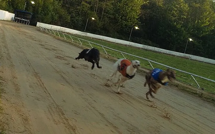 Best Dog Racing Betting Site in India